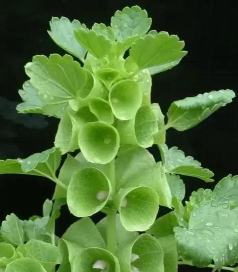 小众送妈妈的花有哪些花