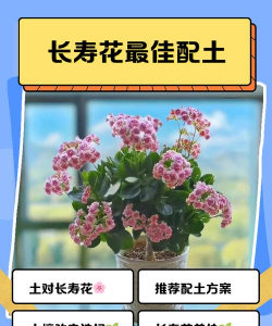 小众送妈妈的花有哪些花