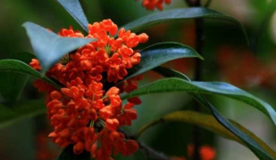 小众送妈妈的花有哪些花