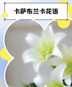小众送妈妈的花有哪些花