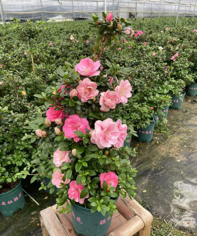 小众送妈妈的花有哪些花