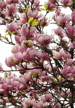 小众送妈妈的花有哪些花