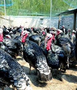 小众送妈妈的花有哪些花