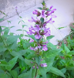 甘露植物长什么样