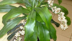 小众送妈妈的花有哪些花