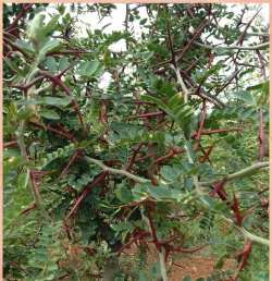 小众送妈妈的花有哪些花