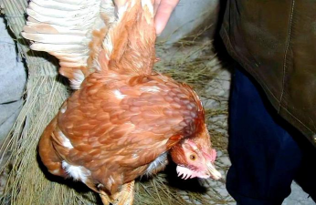 小众送妈妈的花有哪些花