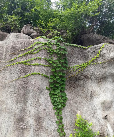 小众送妈妈的花有哪些花