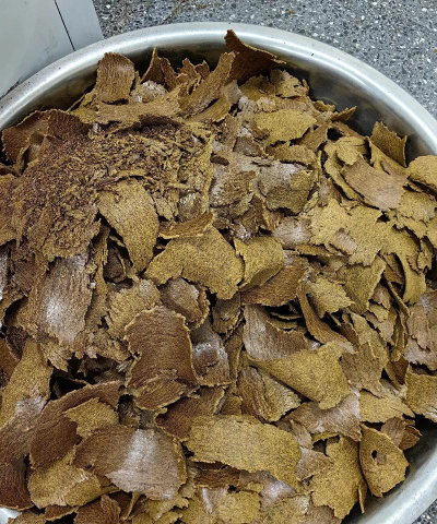 小众送妈妈的花有哪些花