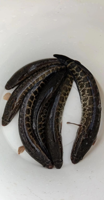 养黑鱼象征什么