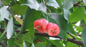 小众送妈妈的花有哪些花