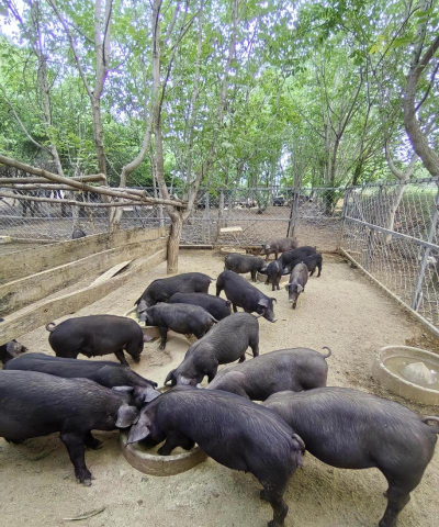 小众送妈妈的花有哪些花