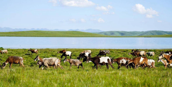 小众送妈妈的花有哪些花