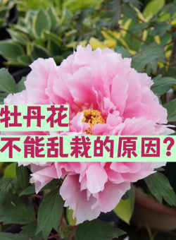 小众送妈妈的花有哪些花