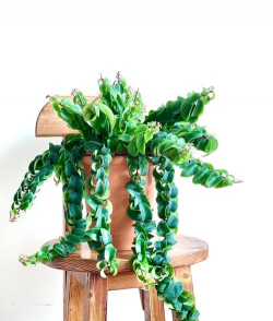 什么花植物能制作口红 什么花植物能制作口红