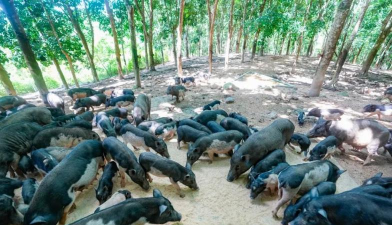 小众送妈妈的花有哪些花