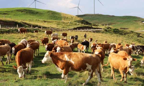 小众送妈妈的花有哪些花