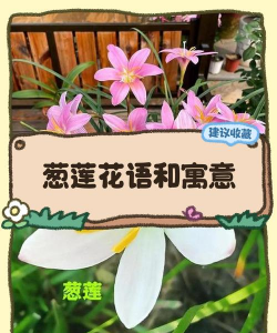 小众送妈妈的花有哪些花