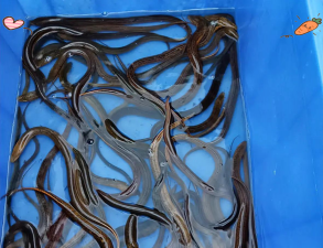 小众送妈妈的花有哪些花