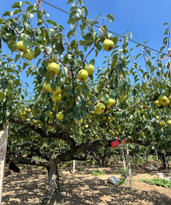 小众送妈妈的花有哪些花