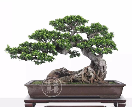 榕树盆景长什么样