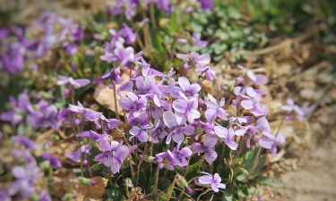 小众送妈妈的花有哪些花