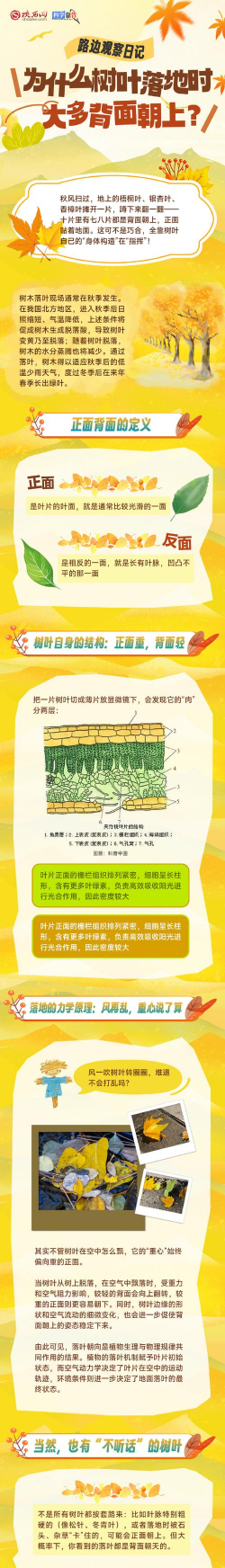 落叶为什么是新陈代谢