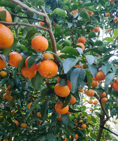 小众送妈妈的花有哪些花