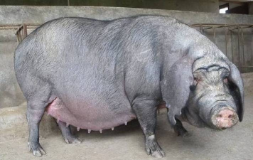 什么地方母猪好