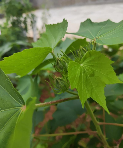 小众送妈妈的花有哪些花