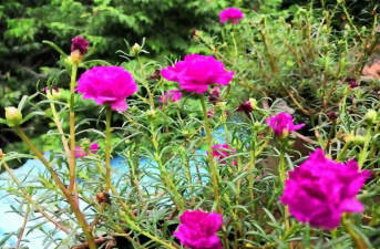 小众送妈妈的花有哪些花