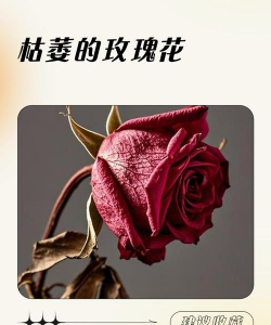 小众送妈妈的花有哪些花