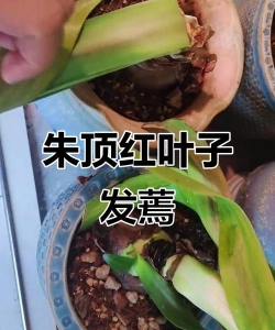 小众送妈妈的花有哪些花