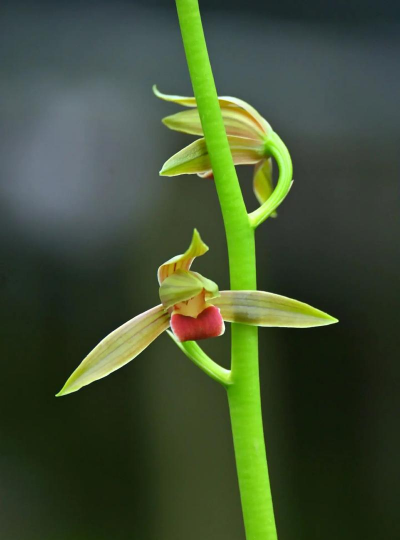 小众送妈妈的花有哪些花