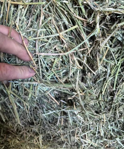 苜蓿干草属于什么饲料