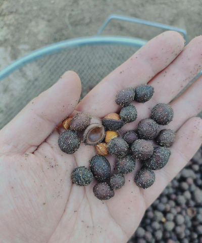 小众送妈妈的花有哪些花