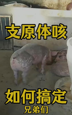 冬天猪干咳什么病