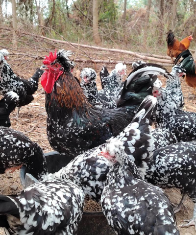 小众送妈妈的花有哪些花