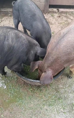 小众送妈妈的花有哪些花