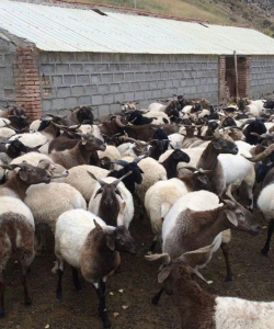 小众送妈妈的花有哪些花