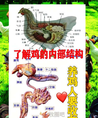 鸡内脏包括什么器官