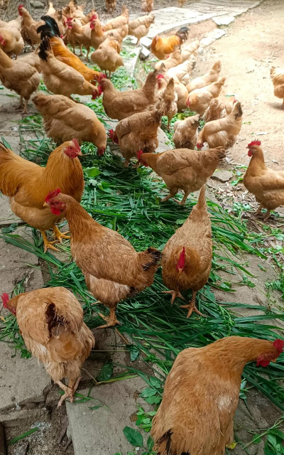 小众送妈妈的花有哪些花