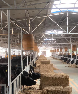 小众送妈妈的花有哪些花