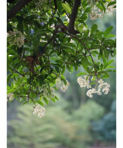 小众送妈妈的花有哪些花