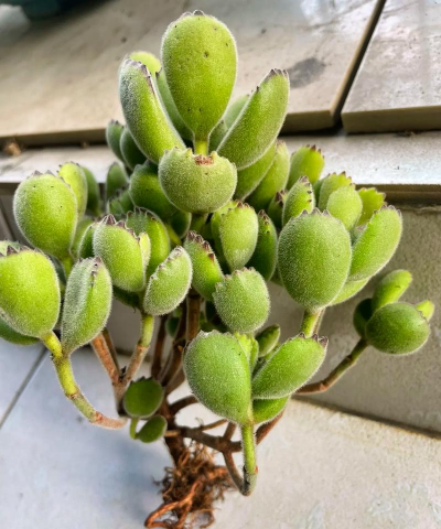 小众送妈妈的花有哪些花