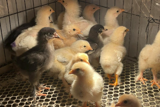 小众送妈妈的花有哪些花