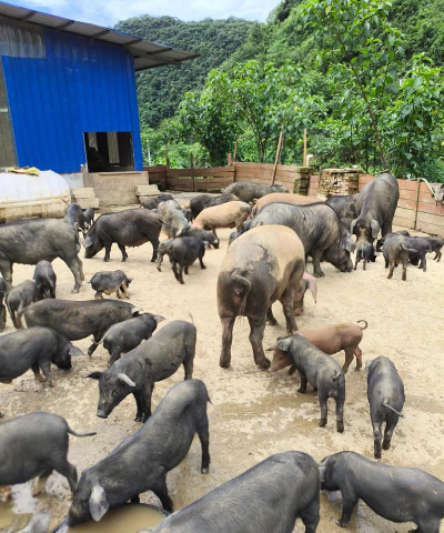 小众送妈妈的花有哪些花