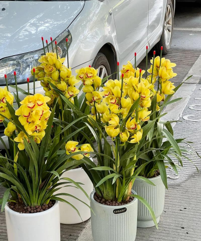 小众送妈妈的花有哪些花