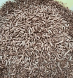 小众送妈妈的花有哪些花