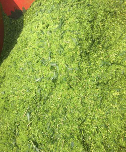 母猪喂什么青绿饲料